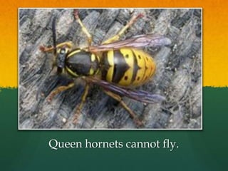 Queen hornets cannot fly.
 