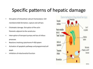 Specific patterns of hepatic damage
• Disruption of intracellular calcium homeostasis. Cell
membrane bleb formation, rupture and cell lysis
• Cholestatic damage. Disruption of the actin
filaments adjacent to the canaliculus
• Interruption of transport pumps and loss of villous
processes
• Reactions involving cytochrome P-450 system
• Activation of apoptotic pathways and programmed cell
death
• Inhibition of mitochondrial function
 