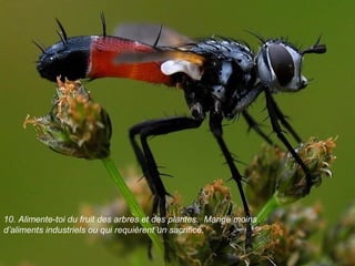 10. Alimente-toi du fruit des arbres et des plantes. Mange moins
d’aliments industriels ou qui requièrent un sacrifice.
 