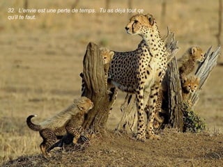 32. L’envie est une perte de temps. Tu as déjà tout ce
qu’il te faut.
 