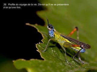 39. Profite du voyage de la vie. Dis-toi qu’il ne se présentera
à toi qu’une fois.
 