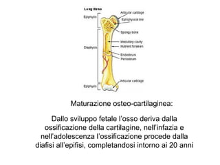 Maturazione osteo-cartilaginea:

      Dallo sviluppo fetale l’osso deriva dalla
   ossificazione della cartilagine, nell’infazia e
  nell’adolescenza l’ossificazione procede dalla
diafisi all’epifisi, completandosi intorno ai 20 anni
 