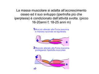 La massa muscolare si adatta all’accrescimento
     osseo ed il suo sviluppo (ipertrofia più che
iperplasia) è condizionato dall’attività svolta. (picco
             16-20anni f; 18-25 anni m)
 