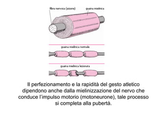 Il perfezionamento e la rapidità del gesto atletico
 dipendono anche dalla mielinizzazione del nervo che
conduce l’impulso motorio (motoneurone), tale processo
                si completa alla pubertà.
 