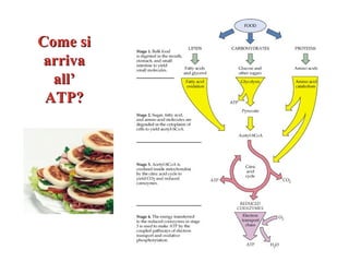 Come si
 arriva
  all’
 ATP?
 