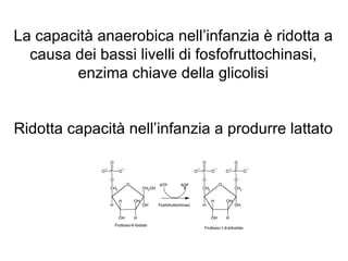 La capacità anaerobica nell’infanzia è ridotta a
  causa dei bassi livelli di fosfofruttochinasi,
        enzima chiave della glicolisi


Ridotta capacità nell’infanzia a produrre lattato
 