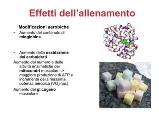 Effetti dell’allenamento
    Modificazioni aerobiche
•   Aumento del contenuto di
    mioglobina


• Aumento della ossidazione
  dei carboidrati
Aumento del numero e delle
  attività enzimatiche dei
  mitocondri muscolari -->
  maggiore produzione di ATP e
  incremento della massima
  potenza aerobica (VO2max)
Aumento del glicogeno
  muscolare
 