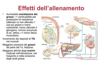 Effetti dell’allenamento
•  Aumentata ossidazione dei
   grassi --> combustibile per
   prestazioni di resistenza
   (allenato vs non allenato =
   usa più grassi e meno
   carboidrati, meno utlizzato il
   glicogeno, minore accumulo
   di ac. lattico --> minor fatica
   muscolare)
Incremento dei depositi di TG
   nei muscoli
Maggiore cessione dei grassi
   da parte del Ts. Adiposo
Maggiore attività degli enzimi
   implicati nell’attivazione, nel
   trasporto e nella scissione
   degli acidi grassi
 