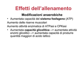 Effetti dell’allenamento
           Modificazioni anaerobiche
• Aumentata capacità del sistema fosfageno (ATP)
Aumento delle riserve muscolari
Aumento attività enzimatica di ATPasi e CPKasi
• Aumentata capacità glicolitica --> aumentata attività
  enzimi glicolitici --> aumentata capacità di produrre
  quantità maggiori di acido lattico
 