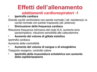 Effetti dell’allenamento
           adattamenti cardiorespiratori -1
•     Ipertrofia cardiaca
Grande cavità ventricolare con parete normale ( atl. resistenza) vs
      cavità normale con parete inspessita (atl. potenza)
•     Diminuzione della frequenza cardiaca
Riduzione frequenza intrinseca del nodo S-A, aumento tono
      parasimpatico, riduzione sensibilità alle catecolamine
•     Aumento del volume di gittata sistolica
Ipertrofia cardiaca
Aumento della contrattilità
•     Aumento del volume di sangue e di emoglobina
Trasporto ossigeno, controllo calore
•     Ipertrofia della muscolatura scheletrica con aumento
      della capillarizzazione
 