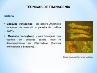  Mosquito transgênico - do gênero Anopheles
incapazes de transmitir o parasita da malária
(EUA).
 Mosquito transgênico - com transgene que
codifica um peptídeo (SM1): inibe o
desenvolvimento do Plasmodium (Parceria
Internacional e Brasileira).
Fonte: Agência Fiocruz de Notícias
TÉCNICAS DE TRANSGENIATÉCNICAS DE TRANSGENIA
MaláriaMalária
 