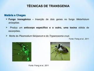  Fungo transgênico - Inserção de dois genes no fungo Metarhizium
anisopliae.
 Produz um anticorpo específico e o outro, uma toxina obtida de
escorpiões.
 Morte do Plasmodium falciparum e do Trypanosoma cruzi.
Fonte: Frang et al., 2011
TÉCNICASTÉCNICAS DE TRANSGENIA
Malária e ChagasMalária e Chagas
Fonte: Frang et al., 2011
 