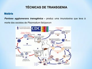 Pantoea agglomerans transgênica - produz uma imunotoxina que leva à
morte dos oocistos de Plasmodium falciparum
TÉCNICAS DE TRANSGENIATÉCNICAS DE TRANSGENIA
MaláriaMalária
 