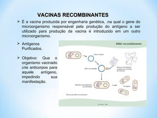 VACINAS RECOMBINANTESVACINAS RECOMBINANTES
 È a vacina produzida por engenharia genética, .na qual o gene do
microorganismo responsável pela produção do antígeno a ser
utilizado para produção da vacina é introduzido em um outro
microorganismo.
 Antígenos
Purificados.
 Objetivo: Que o
organismo vacinado
crie anticorpos para
aquele antígeno,
impedindo sua
manifestação.
 