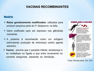 MaláriaMalária
 Ratos geneticamente modificados: utilizados para
produzir pequena parte do P. falciparum, no leite.
 Gene codificado para ser expresso nas glândulas
mamarias.
 A proteína é reconhecida como um antígeno
estimulando produção de anticorpos contra agente
estranho.
 Vacina : previne que o parasita infecte, amadureça e
se multiplique no fígado e que entre novamente na
corrente sanguínea, atacando as hemácias.
VACINAS RECOMBINANTESVACINAS RECOMBINANTES
Fonte: Revista Istoé, Out. 2011
 
