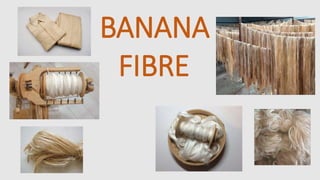INTRODUCTION
• Banana fibre (Natural fibers) are renewable, non-abrasive, bio-degradable,
possess
• The banana fibers are ...