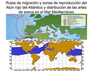 Rutas de migración y zonas de reproducción del
Atún rojo del Atlántico y distribución de las artes
de pesca en el Mar Mediterráneo

 