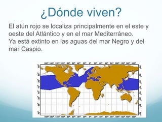 ¿Dónde viven?
El atún rojo se localiza principalmente en el este y
oeste del Atlántico y en el mar Mediterráneo.
Ya está extinto en las aguas del mar Negro y del
mar Caspio.
 