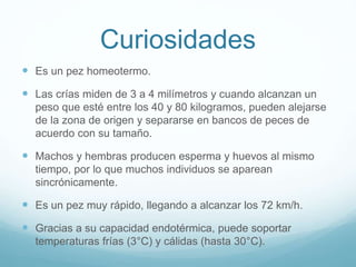 Curiosidades
 Es un pez homeotermo.
 Las crías miden de 3 a 4 milímetros y cuando alcanzan un
peso que esté entre los 40 y 80 kilogramos, pueden alejarse
de la zona de origen y separarse en bancos de peces de
acuerdo con su tamaño.
 Machos y hembras producen esperma y huevos al mismo
tiempo, por lo que muchos individuos se aparean
sincrónicamente.
 Es un pez muy rápido, llegando a alcanzar los 72 km/h.
 Gracias a su capacidad endotérmica, puede soportar
temperaturas frías (3°C) y cálidas (hasta 30°C).
 