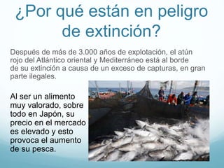 ¿Por qué están en peligro
de extinción?
Después de más de 3.000 años de explotación, el atún
rojo del Atlántico oriental y Mediterráneo está al borde
de su extinción a causa de un exceso de capturas, en gran
parte ilegales.
Al ser un alimento
muy valorado, sobre
todo en Japón, su
precio en el mercado
es elevado y esto
provoca el aumento
de su pesca.
 