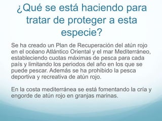 ¿Qué se está haciendo para
tratar de proteger a esta
especie?
Se ha creado un Plan de Recuperación del atún rojo
en el océano Atlántico Oriental y el mar Mediterráneo,
estableciendo cuotas máximas de pesca para cada
país y limitando los periodos del año en los que se
puede pescar. Además se ha prohibido la pesca
deportiva y recreativa de atún rojo.
En la costa mediterránea se está fomentando la cría y
engorde de atún rojo en granjas marinas.
 