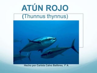 ATÚN ROJO
(Thunnus thynnus)
Hecho por Carlota Calvo Balibrea, 1º A
 