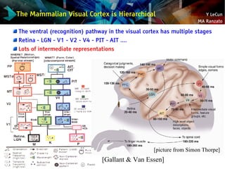 Y LeCun
MA Ranzato
The Mammalian Visual Cortex is Hierarchical
[picture from Simon Thorpe]
[Gallant & Van Essen]
The ventr...