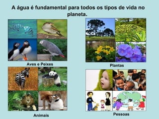 A água é fundamental para todos os tipos de vida no planeta .  Aves e Peixes Plantas Animais Pessoas 