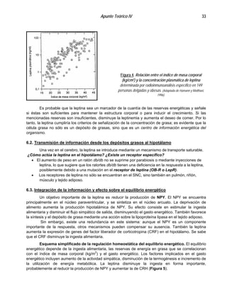 Apunte Teórico IV 33
Figura 4. Relación entre el índice de masa corporal
(kg/cm2) y la concentración plasmática de leptina
determinada por radioinmunoanálisis específico en 149
personas delgadas y obesas. (Adaptada de Hamann y Matthaei,
1996).
Es probable que la leptina sea un marcador de la cuantía de las reservas energéticas y señale
si éstas son suficientes para mantener la estructura corporal o para inducir el crecimiento. Si las
mencionadas reservas son insuficientes, disminuye la leptinemia y aumenta el deseo de comer. Por lo
tanto, la leptina cumpliría los criterios de señalización de la concentración de grasa; es evidente que la
célula grasa no sólo es un depósito de grasas, sino que es un centro de información energética del
organismo.
6.2. Transmisión de información desde los depósitos grasos al hipotálamo
Una vez en el cerebro, la leptina se introduce mediante un mecanismo de transporte saturable.
¿Cómo actúa la leptina en el hipotálamo? ¿Existe un receptor específico?
•
•
El aumento de peso en un ratón db/db no se suprime por parabiosis o mediante inyecciones de
leptina, lo que sugiere que los ratortes db/db tienen una deficiencia en la respuesta a la leptina,
posiblemente debido a una mutación en el receptor de leptina (OB-R o LepR).
Los receptores de leptina no sólo se encuentran en el SNC, sino también en pulmón, riñón,
músculo y tejido adiposo.
6.3. Integración de la información y efecto sobre el equilibrio energético
Un objetivo importante de la leptina es reducir la producción de NPY. El NPY se encuentra
principalmente en el núcleo paraventricular, y se sintetiza en el núcleo arcuato. La deprivación de
alimento aumenta la producción hipotalámica de NPY. Su efecto consiste en estimular la ingesta
alimentaria y disminuir el flujo simpático de salida, disminuyendo el gasto energético. También favorece
la síntesis y el depósito de grasa mediante una acción sobre la lipoproteína lipasa en el tejido adiposo.
Sin embargo, existe una redundancia en este sistema: aunque el NPY es un componente
importante de la respuesta, otros mecanismos pueden compensar su ausencia. También la leptina
aumenta la expresión de genes del factor liberador de corticotropina (CRF) en el hipotálamo. Se sabe
que el CRF disminuye la ingesta alimentaria.
Esquema simplificado de la regulación homeostática del equilibrio energético. El equilibrio
energético depende de la ingesta alimentaria, las reservas de energía en grasa que se correlacionan
con el índice de masa corporal (kg/m2
) y el gasto energético. Los factores implicados en el gasto
energético incluyen aumento de la actividad simpática, disminución de la termogénesis e incremento de
la utilización de energía metabólica. La leptina disminuye la ingesta en forma importante,
probablemente al reducir la producción de NPY y aumentar la de CRH (Figura 5).
 