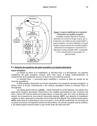 Apunte Teórico IV 34
Figura 5. Esquema simplificado de la regulación
homeostática del equilibrio energético.
El equilibrio energético depende de la ingesta
alimentaria, las reservas de energía en grasa -que se
correlacionan con el índice de masa corporal (kg/m2)- y
el gasto energético. Los factores implicados en el gasto
energético incluyen aumento de la actividad simpática,
disminución de la termogénesis e incremento de la
utilización de energía metabólica (NPY= neuropéptido
Y; CRF= factor liberador de corticotropina; Gc=
glucocorticoide).
6.4. Sistemas de regulación del gasto energético y la ingesta alimentaria
Gasto energético
La energía se utiliza en el metabolismo, la actividad física y la termogénesis. Los aspectos
metabólicos del gasto energético incluyen, entre otras cosas, el trabajo cardiorrespiratorio, el
mantenimiento de los gradientes iónicos y la acción de una multitud de enzimas.
La actividad física → incrementa gasto metabólico y aumenta el gasto de energía de los
músculos esqueléticos.
El SNA simpático desempeña una función significativa en la regulación del gasto energético: a)
efectos sobre la función cardiovascular y del músculo esquelético durante la actividad física, b)
termogénesis.
Las células grasas blancas y pardas → papel importante en la termogénesis. Las células de la
grasa parda contienen abundantes mitocondrias y son notables generadores de calor: producen más
calor y menos ATP que las células de la grasa blanca. La base para esto, tal y como se demostró en
ratones, es la presencia de una proteína mitocondrial especial, UCP1, que desactiva la fosforilación
oxidativa, es decir, desacopla la combustión de la síntesis de ATP (Fig. 6). Otra proteína desactivadora,
UCP2, existe tanto en la grasa blanca como en la parda, y si los ratones se alimentan con una dieta rica
en grasas se produce una regulación positiva de esta proteína. Se conocen los genes que las codifican,
y, las células grasas humanas poseen un gen similar al gen del ratón para UP2.
 