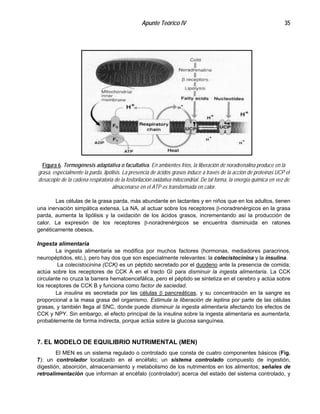 Apunte Teórico IV 35
Figura 6. Termogénesis adaptativa o facultativa. En ambientes fríos, la liberación de noradrenalina produce en la
grasa, especialmente la parda, lipólisis. La presencia de ácidos grasos induce a través de la acción de proteínas UCP el
desacople de la cadena respiratoria de la fosforilación oxidativa mitocondrial. De tal forma, la energía química en vez de
almacenarse en el ATP es transformada en calor.
Las células de la grasa parda, más abundante en lactantes y en niños que en los adultos, tienen
una inervación simpática extensa. La NA, al actuar sobre los receptores β-noradrenérgicos en la grasa
parda, aumenta la lipólisis y la oxidación de los ácidos grasos, incrementando así la producción de
calor. La expresión de los receptores β-noradrenérgicos se encuentra disminuida en ratones
genéticamente obesos.
Ingesta alimentaria
La ingesta alimentaria se modifica por muchos factores (hormonas, mediadores paracrinos,
neuropéptidos, etc.), pero hay dos que son especialmente relevantes: la colecistocinina y la insulina.
La colecistocinina (CCK) es un péptido secretado por el duodeno ante la presencia de comida;
actúa sobre los receptores de CCK A en el tracto GI para disminuir la ingesta alimentaria. La CCK
circulante no cruza la barrera hematoencefálica, pero el péptido se sintetiza en el cerebro y actúa sobre
los receptores de CCK B y funciona como factor de saciedad.
La insulina es secretada por las células β pancreáticas, y su concentración en la sangre es
proporcional a la masa grasa del organismo. Estimula la liberación de leptina por parte de las células
grasas, y también llega al SNC, donde puede disminuir la ingesta alimentaria afectando los efectos de
CCK y NPY. Sin embargo, el efecto principal de la insulina sobre la ingesta alimentaria es aumentarla,
probablemente de forma indirecta, porque actúa sobre la glucosa sanguínea.
7. EL MODELO DE EQUILIBRIO NUTRIMENTAL (MEN)
El MEN es un sistema regulado o controlado que consta de cuatro componentes básicos (Fig.
7): un controlador localizado en el encéfalo; un sistema controlado compuesto de ingestión,
digestión, absorción, almacenamiento y metabolismo de los nutrimentos en los alimentos; señales de
retroalimentación que informan al encéfalo (controlador) acerca del estado del sistema controlado, y
 