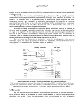 Apunte Teórico IV 38
pueden aumentar la ingestión de alimento: MSH (hormona estimulante de los melanocitos) desacetilada
y la β-casomorfina.
Por otro lado, hay señales gastrointestinales productoras de hambre y saciedad, como ser
cambios en la motilidad gastrointestinal (especialmente estómago) como indicadora de hambre. Con
respecto a la saciedad, como ya se ha mencionado en este Apunte, puede producirse por varios
mecanismos (juntos o por separado): la distensión gastrointestinal, la liberación de hormonas
gastrointestinales y los efectos de los nutrimentos absorbidos. El SNA simpático también puede estar
implicado en la generación de las señales de saciedad, tanto en forma directa, como parte ce un
estímulo termógeno para disminuir la ingestión de alimento.
Entre las hormonas, las inyecciones de insulina pueden aumentar o disminuir la ingestión de
alimento, según la dosis y la vía de administración. Los esteroides suprarrenales también desempeñan
un papel en la regulación de los depósitos de grasa corporales. Los esteroides gonadales también
modulan la grasa corporal: la testosterona disminuye la grasa corporal total, los estrógenos la
aumentan. Como se mencionó anteriormente en el Modelo de Equilibrio Energético, la leptina juega un
papel importante en la señalización de las reservas energéticas del cuerpo.
Los nutrimentos asimilados durante la digestión y absorción también pueden actuar sobre el
encéfalo e hígado. Por caso la glucosa es uno de los más importantes, sin dejar de mencionar a los
ácidos grasos y su metabolitos, para modular la ingesta de alimentos.
Figura 8. Esquema de las señales aferentes controladoras de la ingestión de alimento.
d-MSH: hormona estimulante de los melanocitos desacetilada; CCK: colecistokinina; VDPPR: enterostatina; GRP: péptido liberador
de gastrina; SNS: sistema nervioso simpático; NTS: núcleo del tracto solitario; NA: noradrenalina; TAP: tejido adiposo pardo; NAR:
núcleo arqueado; RG: receptor de glucocorticoides; R-Lep: receptor de leptina (ausente o defectuoso en el ratón ob).
Señales Aferentes Encéfalo
7.3 Controlador
De este flujo de información aferente, el encéfalo debe discriminar las señales relevantes y
hacer decisiones acerca de la ingestión de comida. Estos procesos se integran primariamente en el
hipotálamo (ver antes). Varios neurotransmisores están comprometidos en esta señalización
 