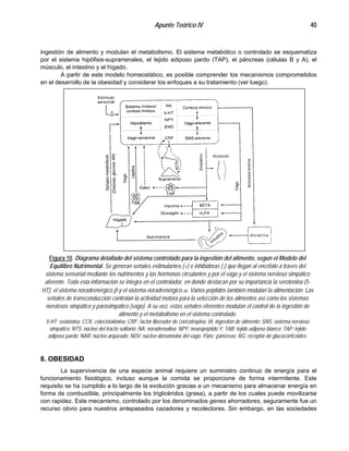 Apunte Teórico IV 40
ingestión de alimento y modulan el metabolismo. El sistema metabólico o controlado se esquematiza
por el sistema hipófisis-suprarrenales, el tejido adiposo pardo (TAP), el páncreas (células B y A), el
músculo, el intestino y el hígado.
A partir de este modelo homeostático, es posible comprender los mecanismos comprometidos
en el desarrollo de la obesidad y considerar los enfoques a su tratamiento (ver luego).
Figura 10. Diagrama detallado del sistema controlado para la ingestión del alimento, según el Modelo del
Equilibro Nutrimental. Se generan señales estimulantes (+) e inhibidoras (-) que llegan al encéfalo a través del
sistema sensorial mediante los nutrimentos y las hormonas circulantes y por el vago y el sistema nervioso simpático
aferente. Toda esta información se integra en el controlador, en donde destacan por su importancia la serotonina (5-
HT), el sistema noradrenérgico β y el sistema noradrenérgico α. Varios péptidos también modulan la alimentación. Las
señales de transconducción controlan la actividad motora para la selección de los alimentos así como los sistemas
nerviosos simpático y parasimpático (vago). A su vez, estas señales eferentes modulan el control de la ingestión de
alimento y el metabolismo en el sistema controlado.
5-HT: seotonina; CCK: colecistokinina; CRF: factor liberador de coricotropina; IA: ingestión de alimento; SNS: sistema nervioso
simpático; NTS: núcleo del tracto solitario; NA: noradrenalina; NPY: neuropéptido Y; TAB: tejido adiposo blanco; TAP: tejido
adiposo pardo; NAR: núcleo arqueado; NDV: núcleo dorsomotor del vago; Pánc: páncreas; RG: receptor de glucocorticoides.
8. OBESIDAD
La supervivencia de una especie animal requiere un suministro continuo de energía para el
funcionamiento fisiológico, incluso aunque la comida se proporcione de forma intermitente. Este
requisito se ha cumplido a lo largo de la evolución gracias a un mecanismo para almacenar energía en
forma de combustible, principalmente los triglicéridos (grasa), a partir de los cuales puede movilizarse
con rapidez. Este mecanismo, controlado por los denominados genes ahorradores, seguramente fue un
recurso obvio para nuestros antepasados cazadores y recolectores. Sin embargo, en las sociedades
 