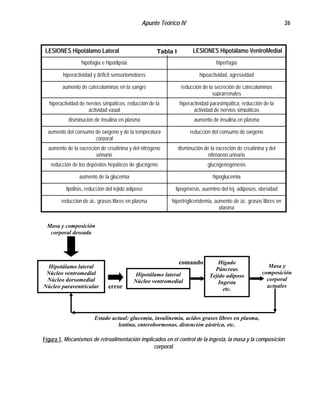 Apunte Teórico IV 26
hipertrigliceridemia, aumento de ác. grasos libres en
plasma
reducción de ác. grasos libres en plasma
lipogénesis, auemtno del tej. adiposos, obesidadlipólisis, reducción del tejido adiposo
hipoglucemiaaumento de la glucemia
glucogenogénesisreducción de los depósitos hepáticos de glucógeno
disminución de la excreción de creatinina y del
nitrógeno urinario
aumento de la excreción de creatinina y del nitrógeno
urinario
reducción del consumo de oxígenoaumento del consumo de oxígeno y de la temperatura
corporal
aumento de insulina en plasmadisminución de insulina en plasma
hiperactividad parasimpática, reducción de la
actividad de nervios simpáticas
hiperactividad de nervios simpáticos, reducción de la
actividad vagal
reducción de la secreción de catecolaminas
suprarrenales
aumento de catecolaminas en la sangre
hipoactividad, agresividadhiperactividad y déficit sensoriomotores
hiperfagiahipofagia e hipodipsia
LLEESSIIOONNEESS HHiippoottáállaammoo VVeennttrrooMMeeddiiaallLLEESSIIOONNEESS HHiippoottáállaammoo LLaatteerraall Tabla I
Masa y composición
corporal deseada
Masa y
composición
corporal
actuales
comando
error
Hipotálamo lateral
Núcleo ventromedial
Núcleo dorsomedial
Núcleo paraventricular
Hipotálamo lateral
Núcleo ventromedial
Hígado
Páncreas
Tejido adiposo
Ingesta
etc.
Estado actual: glucemia, insulinemia, acidos grasos libres en plasma,
leptina, enterohormonas, distención gástrica, etc.
Figura 1. Mecanismos de retroalimentación implicados en el control de la ingesta, la masa y la composición
corporal.
 