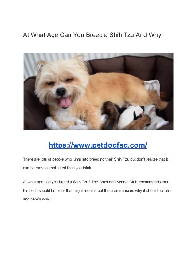 How many times should a dog mate to get pregnant At What Age Can You Breed A Shih Tzu