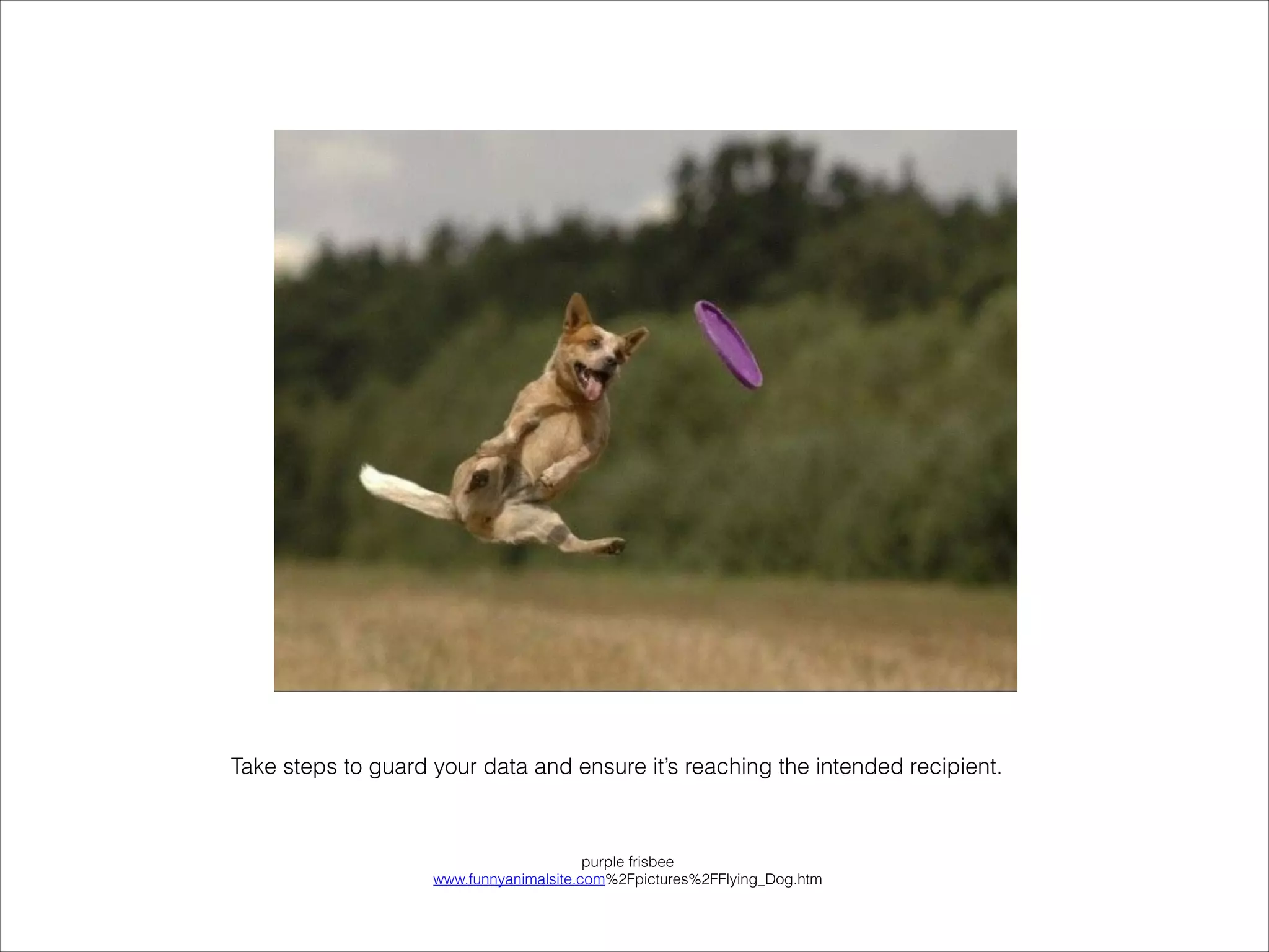 purple frisbee
www.funnyanimalsite.com%2Fpictures%2FFlying_Dog.htm
Take steps to guard your data and ensure it’s reaching the intended recipient.
 