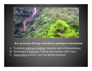 Key processes driving waterborne pathogen transmission
A. Vertebrate pathogen loading: domestic and wild populations
B. Hydrological transport: linking fecal sources with water
C. Inactivation kinetics: survival during transport
 