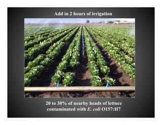 20 to 30% of nearby heads of lettuce
contaminated with E. coli O157:H7
Add in 2 hours of irrigation
 