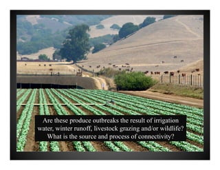 Are these produce outbreaks the result of irrigation
water, winter runoff, livestock grazing and/or wildlife?
What is the source and process of connectivity?
 