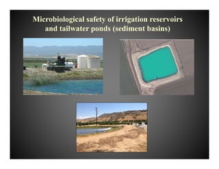 Microbiological safety of irrigation reservoirs
and tailwater ponds (sediment basins)
 