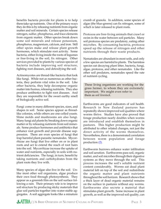 //A BRIEF OVERVIEW OF NUTRIENT CYCLING IN PASTURES PAGE 3
Protozoa are free-living animals that crawl or
swim in the water between soil particles. Many
soil protozoa species are predatory, eating other
microbes. By consuming bacteria, protozoa
speed up the release of nitrogen and other
nutrients through their waste products.
Nematodes are abundant in most soils, and only
a few species are harmful to plants. The harmless
species eat decaying plant litter, bacteria, fungi,
algae, protozoa, and other nematodes. Like the
other soil predators, nematodes speed the rate
of nutrient cycling.
Earthworms are good indicators of soil health.
Research in New Zealand pastures has
repeatedly shown improved soil qualities where
worms thrive. Studies have also proved that
forage production nearly doubles when worms
are introduced and establish themselves in
pastures. This higher production might be
attributed to other related changes, not just the
direct activity of the worms themselves.
Nevertheless, there is a demonstrated correlation
between worm population and forage
production (2).
Earthworm burrows enhance water infiltration
and soil aeration. Earthworms pass soil, organic
matter, and soil microbes through their digestive
systems as they move through the soil. This
process increases the soil’s soluble nutrient
content considerably. Worms eat dead plant
material left on top of the soil and redistribute
the organic matter and plant nutrients
throughout the soil horizon. Research shows that
a thick layer of dead organic material remains
on the surface in pastures without any worms.
Earthworms also secrete a material that
stimulates plant growth. Some increase in plant
growth, as well as the improved soil quality, can
These living organisms are working for the
grass farmer, to whom they are extremely
important. We might even refer to
them as soil livestock.
other spcies make and release plant growth
hormones, which stimulate root activity. Some
bacteria, either living inside the roots of legumes
or free-living in the soil, fix nitrogen. Other
services provided to plants by various species of
bacteria include improving soil structure,
fighting root diseases, and detoxifying the soil.
Actinomycetes are thread-like bacteria that look
like fungi. While not as numerous as other bac-
teria, they perform vital roles in the soil. Like
other bacteria, they help decompose organic
matter into humus, releasing nutrients. They also
produce antibiotics to fight root diseases. And
they are responsible for the sweet earthy smell
of biologically active soil.
Fungi come in many different species, sizes, and
shapes in soil. Some species appear as thread-
like colonies, while others are one-celled yeasts.
Slime molds and mushrooms are also fungi.
Many fungi aid plants by breaking down organic
matter or by releasing nutrients from soil miner-
als. Some produce hormones and antibiotics that
enhance root growth and provide disease sup-
pression. There are even species of fungi that
trap harmful plant-parasitic nematodes. Mycor-
rhizae are fungi that live either on or in plant
roots and act to extend the reach of root hairs
into the soil. Mycorrhizae increase the uptake of
water and nutrients, especially in soils with nu-
trient deficiencies. The fungi, in turn, benefit by
taking nutrients and carbohydrates from the
plant roots they live with.
Many species of algae also live in the soil. Un-
like most other soil organisms, algae produce
their own food through photosynthesis. They
appear as a greenish film on the soil surface fol-
lowing a rain. Their primary role is to improve
soil structure by producing sticky materials that
glue soil particles together into water-stable ag-
gregates. A soil aggregate looks like a minature
they do this is by releasing nutrients from organic
matter and soil minerals. Certain species release
nitrogen, sulfur, phosphorus, and trace elements
from organic matter. Other species break down
some soil minerals and release potassium,
phosphorus, magnesium, calcium, and iron. Still
benefits bacteria provide for plants is to help
them take up nutrients. One of the primary ways
crumb of granola. In addition, some species of
algae (the blue-greens) can fix nitrogen, some of
which is later released to plant roots.
 