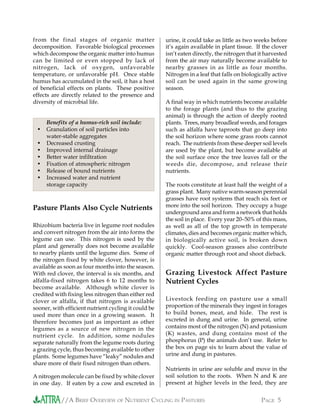 //A BRIEF OVERVIEW OF NUTRIENT CYCLING IN PASTURES PAGE 5
from the final stages of organic matter
decomposition. Favorable biological processes
which decompose the organic matter into humus
can be limited or even stopped by lack of
nitrogen, lack of oxygen, unfavorable
temperature, or unfavorable pH. Once stable
humus has accumulated in the soil, it has a host
of beneficial effects on plants. These positive
effects are directly related to the presence and
diversity of microbial life.
Pasture Plants Also Cycle Nutrients
Rhizobium bacteria live in legume root nodules
and convert nitrogen from the air into forms the
legume can use. This nitrogen is used by the
plant and generally does not become available
to nearby plants until the legume dies. Some of
the nitrogen fixed by white clover, however, is
available as soon as four months into the season.
With red clover, the interval is six months, and
alfalfa-fixed nitrogen takes 6 to 12 months to
become available. Although white clover is
credited with fixing less nitrogen than either red
clover or alfalfa, if that nitrogen is available
sooner, with efficient nutrient cycling it could be
used more than once in a growing season. It
therefore becomes just as important as other
legumes as a source of new nitrogen in the
nutrient cycle. In addition, some nodules
separate naturally from the legume roots during
a grazing cycle, thus becoming available to other
plants. Some legumes have “leaky” nodules and
share more of their fixed nitrogen than others.
A nitrogen molecule can be fixed by white clover
in one day. If eaten by a cow and excreted in
urine, it could take as little as two weeks before
it’s again available in plant tissue. If the clover
isn’t eaten directly, the nitrogen that it harvested
from the air may naturally become available to
nearby grasses in as little as four months.
Nitrogen in a leaf that falls on biologically active
soil can be used again in the same growing
season.
A final way in which nutrients become available
to the forage plants (and thus to the grazing
animal) is through the action of deeply rooted
plants. Trees, many broadleaf weeds, and forages
such as alfalfa have taproots that go deep into
the soil horizon where some grass roots cannot
reach. The nutrients from these deeper soil levels
are used by the plant, but become available at
the soil surface once the tree leaves fall or the
weeds die, decompose, and release their
nutrients.
The roots constitute at least half the weight of a
grass plant. Many native warm-season perennial
grasses have root systems that reach six feet or
more into the soil horizon. They occupy a huge
underground area and form a network that holds
the soil in place. Every year 20–50% of this mass,
as well as all of the top growth in temperate
climates, dies and becomes organic matter which,
in biologically active soil, is broken down
quickly. Cool-season grasses also contribute
organic matter through root and shoot dieback.
Grazing Livestock Affect Pasture
Nutrient Cycles
Livestock feeding on pasture use a small
proportion of the minerals they ingest in forages
to build bones, meat, and hide. The rest is
excreted in dung and urine. In general, urine
contains most of the nitrogen (N) and potassium
(K) wastes, and dung contains most of the
phosphorus (P) the animals don’t use. Refer to
the box on page six to learn about the value of
urine and dung in pastures.
Nutrients in urine are soluble and move in the
soil solution to the roots. When N and K are
present at higher levels in the feed, they are
Benefits of a humus-rich soil include:
• Granulation of soil particles into
water-stable aggregates
• Decreased crusting
• Improved internal drainage
• Better water infiltration
• Fixation of atmospheric nitrogen
• Release of bound nutrients
• Increased water and nutrient
storage capacity
 