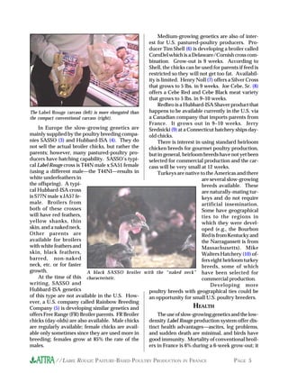 //LABEL ROUGE: PASTURE-BASED POULTRY PRODUCTION IN FRANCE PAGE 5
In Europe the slow-growing genetics are
mainly supplied by the poultry breeding compa-
nies SASSO (3) and Hubbard-ISA (4). They do
not sell the actual broiler chicks, but rather the
parents; however, many pastured-poultry pro-
ducers have hatching capability. SASSO’s typi-
cal Label Rouge cross is T44N male x SA51 female
(using a different male—the T44NI—results in
white underfeathers in
the offspring). A typi-
cal Hubbard-ISA cross
is S77N male x JA57 fe-
male. Broilers from
both of these crosses
will have red feathers,
yellow shanks, thin
skin, and a naked neck.
Other parents are
available for broilers
with white feathers and
skin, black feathers,
barred, non-naked
neck, etc. or for faster
growth.
At the time of this
writing, SASSO and
Hubbard-ISA genetics
of this type are not available in the U.S. How-
ever, a U.S. company called Rainbow Breeding
Company (5) is developing similar genetics and
offers Free Range (FR) Broiler parents. FR Broiler
chicks (day-olds) are also available. Male chicks
are regularly available; female chicks are avail-
able only sometimes since they are used more in
breeding; females grow at 85% the rate of the
males.
Medium-growing genetics are also of inter-
est for U.S. pastured-poultry producers. Pro-
ducer Tim Shell (6) is developing a broiler called
CornDel which is a Delaware/Cornish cross com-
bination. Grow-out is 9 weeks. According to
Shell, the chicks can be used for parents if feed is
restricted so they will not get too fat. Availabil-
ity is limited. Henry Noll (7) offers a Silver Cross
that grows to 5 lbs. in 9 weeks. Joe Cebe, Sr. (8)
offers a Cebe Red and Cebe Black meat variety
that grows to 5 lbs. in 9–10 weeks.
Redbro is a Hubbard-ISA Shaver product that
happens to be available currently in the U.S. via
a Canadian company that imports parents from
France. It grows out in 9–10 weeks. Jerry
Srednicki (9) at a Connecticut hatchery ships day-
old chicks.
There is interest in using standard heirloom
chicken breeds for gourmet poultry production,
but in general, heirloom breeds have not yet been
selected for commercial production and the car-
cass will be very small at 12 weeks.
Turkeys are native to the Americas and there
are several slow-growing
breeds available. These
are naturally-mating tur-
keys and do not require
artificial insemination.
Some have geographical
ties to the regions in
which they were devel-
oped (e.g., the Bourbon
Red is from Kentucky and
the Narragansett is from
Massachusetts). Mike
Walters Hatchery (10) of-
fers eight heirloom turkey
breeds, some of which
have been selected for
commercial production.
Developing more
poultry breeds with geographical ties could be
an opportunity for small U.S. poultry breeders.
HEALTH
The use of slow-growing genetics and the low-
density Label Rouge production system offer dis-
tinct health advantages—ascites, leg problems,
and sudden death are minimal, and birds have
good immunity. Mortality of conventional broil-
ers in France is 6% during a 6-week grow-out; it
The Label Rouge carcass (left) is more elongated than
the compact conventional carcass (right).
A black SASSO broiler with the “naked neck”
characteristic.
 