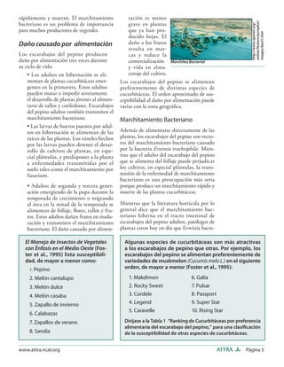 Página 5ATTRAwww.attra.ncat.org
rápidamente y mueran. El marchitamiento
bacteriano es un problema de importancia
para muchos productores de vegetales.
Daño causado por alimentación
Los escarabajos del pepino producen
daño por alimentación tres veces durante
su ciclo de vida:
• Los adultos en hibernación se ali-
mentan de plantas cucurbitáceas emer-
gentes en la primavera. Estos adultos
pueden matar o impedir severamente
el desarrollo de plantas jóvenes al alimen-
tarse de tallos y cotiledones. Escarabajos
del pepino adultos también transmiten el
marchitamiento bacteriano.
• Las larvas de huevos puestos por adul-
tos en hibernación se alimentan de las
raíces de las plantas. Los túneles hechos
por las larvas pueden detener el desar-
rollo de cultivos de plantas, en espe-
cial plántulas, y predisponer a la planta
a enfermedades transmitidas por el
suelo tales como el marchitamiento por
fusarium.
• Adultos de segunda y tercera gener-
ación emergiendo de la pupa durante la
temporada de crecimiento o migrando
al área en la mitad de la temporada se
alimentan de follaje, ﬂores, tallos y fru-
tos. Estos adultos dañan frutos en madu-
ración y transmiten el marchitamiento
bacteriano. El daño causado por alimen-
tación es menos
grave en plantas
que ya han pro-
ducido hojas. El
daño a los frutos
resulta en mar-
cas y reduce la
comercialización
y vida en alma-
cenaje del cultivo.
Los escarabajos del pepino se alimentan
preferentemente de distintas especies de
cucurbitáceas. El orden aproximado de sus-
ceptibilidad al daño por alimentación puede
variar con la zona geográﬁca.
Marchitamiento Bacteriano
Además de alimentarse directamente de las
plantas, los escarabajos del pepino son vecto-
res del marchitamiento bacteriano causado
por la bacteria Erwinia tracheiphila. Mien-
tras que el adulto del escarabajo del pepino
que se alimenta del follaje puede perjudicar
los cultivos, en especial plántulas, la trans-
misión de la enfermedad de marchitamiento
bacteriano es una preocupación más seria
porque produce un marchitamiento rápido y
muerte de las plantas cucurbitáceas.
Mientras que la literatura hortícola por lo
general dice que el marchitamiento bac-
teriano hiberna en el tracto intestinal de
escarabajos del pepino adultos, patólogos de
plantas creen hoy en día que Erwinia bacte-
Marchitez Bacterial
http://www.apsnet.org/
online/feature/pumpkin/
images/bact1.htm
Algunas especies de cucurbitáceas son más atractivas
a los escarabajos de pepino que otras. Por ejemplo, los
escarabajos del pepino se alimentan preferentemente de
variedades de muskmelon (Cucumis melo L.) en el siguiente
orden, de mayor a menor (Foster et al., 1995):
1. Makdimon 6. Galia
2. Rocky Sweet 7. Pulsar
3. Cordele 8. Passport
4. Legend 9. Super Star
5. Caravelle 10. Rising Star
Diríjase a la Tabla 1 “Ranking de Cucurbitáceas por preferencia
alimentaria del escarabajo del pepino,” para una clasiﬁcación
de la susceptibilidad de otras especies de cucurbitáceas.
El Manejo de Insectos de Vegetales
con Énfasis en el Medio Oeste (Fos-
ter et al., 1995) lista susceptibili-
dad, de mayor a menor como:
1. Pepino
2. Melón cantalupo
3. Melón dulce
4. Melón casaba
5. Zapallo de invierno
6. Calabazas
7. Zapallos de verano
8. Sandía
 