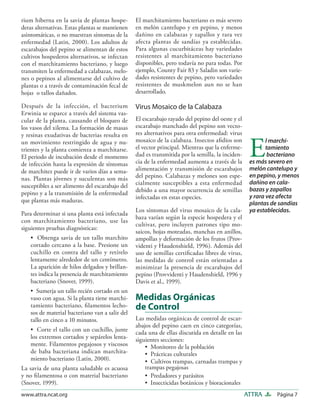 Página 7ATTRAwww.attra.ncat.org
rium hiberna en la savia de plantas hospe-
deras alternativas. Estas plantas se mantienen
asintomáticas, o no muestran síntomas de la
enfermedad (Latin, 2000). Los adultos de
escarabajos del pepino se alimentan de estos
cultivos hospederos alternativos, se infectan
con el marchitamiento bacteriano, y luego
transmiten la enfermedad a calabazas, melo-
nes o pepinos al alimentarse del cultivo de
plantas o a través de contaminación fecal de
hojas o tallos dañados.
Después de la infección, el bacterium
Erwinia se esparce a través del sistema vas-
cular de la planta, causando el bloqueo de
los vasos del xilema. La formación de masas
y resinas exudativas de bacterias resulta en
un movimiento restringido de agua y nu-
trientes y la planta comienza a marchitarse.
El periodo de incubación desde el momento
de infección hasta la expresión de síntomas
de marchitez puede ir de varios días a sema-
nas. Plantas jóvenes y suculentas son más
susceptibles a ser alimento del escarabajo del
pepino y a la transmisión de la enfermedad
que plantas más maduras.
Para determinar si una planta está infectada
con marchitamiento bacteriano, use las
siguientes pruebas diagnósticas:
• Obtenga savia de un tallo marchito
cortado cercano a la base. Presione un
cuchillo en contra del tallo y retírelo
lentamente alrededor de un centímetro.
La aparición de hilos delgados y brillan-
tes indica la presencia de marchitamiento
bacteriano (Snover, 1999).
• Sumerja un tallo recién cortado en un
vaso con agua. Si la planta tiene marchi-
tamiento bacteriano, ﬁlamentos lecho-
sos de material bacteriano van a salir del
tallo en cinco a 10 minutos.
• Corte el tallo con un cuchillo, junte
los extremos cortados y sepárelos lenta-
mente. Filamentos pegajosos y viscosos
de baba bacteriana indican marchita-
miento bacteriano (Latin, 2000).
La savia de una planta saludable es acuosa
y no ﬁlamentosa o con material bacteriano
(Snover, 1999).
El marchitamiento bacteriano es más severo
en melón cantelupo y en pepino, y menos
dañino en calabazas y zapallos y rara vez
afecta plantas de sandías ya establecidas.
Para algunas cucurbitáceas hay variedades
resistentes al marchitamiento bacteriano
disponibles, pero todavía no para todas. Por
ejemplo, County Fair 83 y Saladin son varie-
dades resistentes de pepino, pero variedades
resistentes de muskmelon aun no se han
desarrollado.
Virus Mosaico de la Calabaza
El escarabajo rayado del pepino del oeste y el
escarabajo manchado del pepino son vecto-
res alternativos para otra enfermedad: virus
mosaico de la calabaza. Insectos aﬁdios son
el vector principal. Mientras que la enferme-
dad es transmitida por la semilla, la inciden-
cia de la enfermedad aumenta a través de la
alimentación y transmisión de escarabajos
del pepino. Calabazas y melones son espe-
cialmente susceptibles a esta enfermedad
debido a una mayor ocurrencia de semillas
infectadas en estas especies.
Los síntomas del virus mosaico de la cala-
baza varían según la especie hospedera y el
cultivar, pero incluyen patrones tipo mo-
saicos, hojas moteadas, manchas en anillos,
ampollas y deformación de los frutos (Prov-
videnti y Haudenshield, 1996). Además del
uso de semillas certiﬁcadas libres de virus,
las medidas de control están orientadas a
minimizar la presencia de escarabajos del
pepino (Provvidenti y Haudenshield, 1996 y
Davis et al., 1999).
Medidas Orgánicas
de Control
Las medidas orgánicas de control de escar-
abajos del pepino caen en cinco categorías,
cada una de ellas discutida en detalle en las
siguientes secciones:
• Monitoreo de la población
• Prácticas culturales
• Cultivos trampas, carnadas trampas y
trampas pegajosas
• Predadores y parásitos
• Insecticidas botánicos y bioracionales
E
l marchi-
tamiento
bacteriano
es más severo en
melón cantelupo y
en pepino, y menos
dañino en cala-
bazas y zapallos
y rara vez afecta
plantas de sandías
ya establecidas.
 