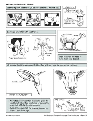 An Illustrated Guide to Sheep and Goat Production (Hmong language ...