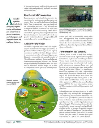 Page 6 ATTRA An Introduction to Bioenergy: Feedstocks, Processes and Products
natural gas (LNG) in automobiles, among other
uses. The byproducts from anaerobic digestion
can be used as soil amendments and liquid fer-
tilizers. For more information, see the ATTRA
publication Anaerobic Digestion of Animal Wastes:
Factors to Consider.
Fermentation (for Ethanol)
Ethanol, a fuel alcohol, is made from biologi-
cal sources and usually is produced through the
fermentation of plant starches and sugars. In the
United States, corn is the most common source
of starch converted into ethanol, while barley,
milo, wheat starch, potatoes, cheese whey and
brewery and beverage waste make up a smaller
share of production. Ethanol can also be pro-
duced from sugarcane, which has a high content
of the sugars needed for fermentation. Accord-
ing to the Renewable Fuels Association, the
United States produced 9 billion gallons of eth-
anol in 2008 and 22 million metric tons of dis-
tillers grains were sold from the ethanol making
process (2008). For more information, see the
ATTRA publication Ethanol Opportunities and
Questions.
Ethanol from corn and other grains can be made
using either a dry milling or wet milling process.
The dry milling process uses the whole corn ker-
nel, which is ground into a powder, mixed with
water to form a mash and then cooked with
added enzymes that turn the liquefied starch to
glucose (sugar). After cooling, the mash is fer-
mented with a second enzyme (yeast) and finally
distilled further to separate the alcohol from the
solids and water. Coproducts of the dry milling
process include distillers grain, which is used as
animal feed (also known as distillers dried grain
with solubles or DDGS) and carbon dioxide.
is already commonly used in the transesterifi-
cation process of producing biodiesel, which we
will discuss later.
Biochemical Conversion
Bacteria, yeasts and other living enzymes fer-
ment material such as sugars and proteins and
convert them into useful alcohols or other liquid
fuels. These processes are known as biochemi-
cal conversion processes. Corn ethanol and
other grain alcohols are some of the most com-
mon fuels produced in this way. Other meth-
ods include capturing methane produced when
bacteria break down manure from livestock and
poultry production, human sewage and landfill
waste to burn it for heat and biopower.
Anaerobic Digestion
Anaerobic digesters break down (or digest)
organic matter without oxygen (anaerobic) to
produce methane and other gases and coprod-
ucts that are useful on the farm. This gas mixture
is commonly referred to as biogas or digester gas.
Biogas is a combustible and normally consists of
50 to 60 percent methane. Biogas can be burned
in an engine to generate biopower and thermal
energy or processed further into other fuel types
such as methanol. Refined biogas can be used
as compressed natural gas (CNG) and liquefied
Cellulosic biofuels
and the carbon cycle.
Source: US DOE.
Anaerobic digestion creates a variety of nutrient-rich
liquids and solids that can be used on the farm. Photo
courtesy USDA ERS.
A
naerobic
digesters
break down
(or digest) organic
matter without oxy-
gen (anaerobic) to
produce methane
and other gases and
coproducts that are
useful on the farm.
 