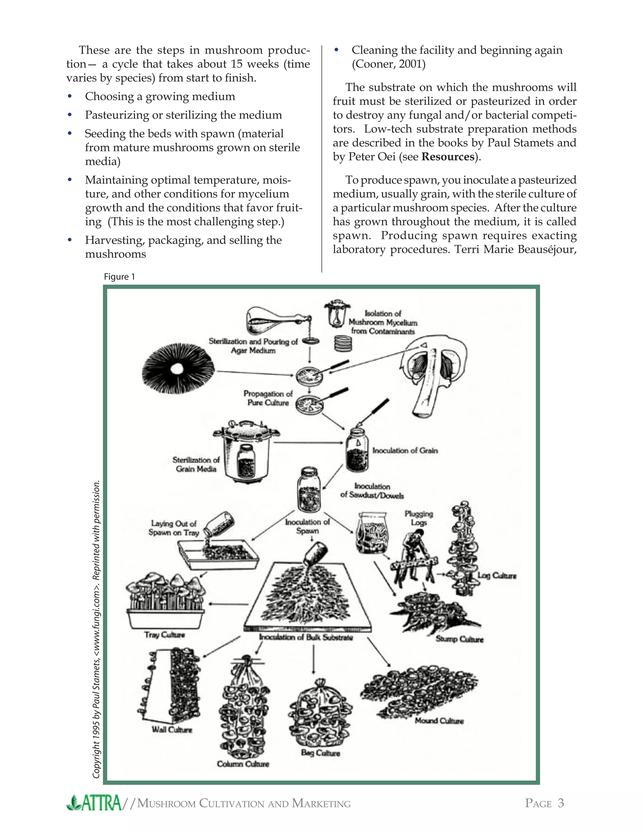 //MUSHROOM CULTIVATION AND MARKETING PAGE 3
These are the steps in mushroom produc-
tion— a cycle that takes about 15 weeks (time
varies by species) from start to ﬁnish.
Choosing a growing medium
Pasteurizing or sterilizing the medium
Seeding the beds with spawn (material
from mature mushrooms grown on sterile
media)
Maintaining optimal temperature, mois-
ture, and other conditions for mycelium
growth and the conditions that favor fruit-
ing (This is the most challenging step.)
Harvesting, packaging, and selling the
mushrooms
•
•
•
•
•
Cleaning the facility and beginning again
(Cooner, 2001)
The substrate on which the mushrooms will
fruit must be sterilized or pasteurized in order
to destroy any fungal and/or bacterial competi-
tors. Low-tech substrate preparation methods
are described in the books by Paul Stamets and
by Peter Oei (see Resources).
To produce spawn, you inoculate a pasteurized
medium, usually grain, with the sterile culture of
a particular mushroom species. After the culture
has grown throughout the medium, it is called
spawn. Producing spawn requires exacting
laboratory procedures. Terri Marie Beauséjour,
•
Copyright1995byPaulStamets,<www.fungi.com>.Reprintedwithpermission.
Figure 1
 