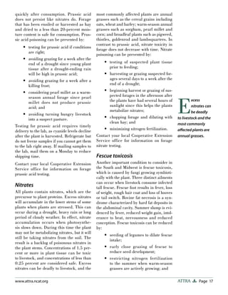 Page 17ATTRAwww.attra.ncat.org
quickly after consumption. Prussic acid
does not persist like nitrates do. Forage
that has been ensiled or harvested as hay
and dried to a less than 20-percent mois-
ture content is safe for consumption. Prus-
sic acid poisoning can be prevented by:
testing for prussic acid if conditions
are right;
avoiding grazing for a week after the
end of a drought since young plant
tissue after a drought-ending rain
will be high in prussic acid;
avoiding grazing for a week after a
killing frost;
considering pearl millet as a warm-
season annual forage since pearl
millet does not produce prussic
acid; and
avoiding turning hungry livestock
into a suspect pasture.
Testing for prussic acid requires timely
delivery to the lab, as cyanide levels decline
after the plant is harvested. Refrigerate but
do not freeze samples if you cannot get them
to the lab right away. If mailing samples to
the lab, mail them on a Monday to reduce
shipping time.
Contact your local Cooperative Extension
Service office for information on forage
prussic acid testing.
Nitrates
All plants contain nitrates, which are the
precursor to plant proteins. Excess nitrates
will accumulate in the lower stems of some
plants when plants are stressed. This can
occur during a drought, heavy rain or long
period of cloudy weather. In effect, nitrate
accumulation occurs when photosynthe-
sis slows down. During this time the plant
may not be metabolizing nitrates, but it will
still be taking nitrates from the soil. The
result is a backlog of poisonous nitrates in
the plant stems. Concentrations of 1.5 per-
cent or more in plant tissue can be toxic
to livestock, and concentrations of less than
0.25 percent are considered safe. Excess
nitrates can be deadly to livestock, and the
•
•
•
•
•
most commonly affected plants are annual
grasses such as the cereal grains including
oats, wheat and barley; warm-season annual
grasses such as sorghum, pearl millet and
corn; and broadleaf plants such as pigweed,
thistles, goldenrod and lambsquarters. In
contrast to prussic acid, nitrate toxicity in
forage does not decrease with time. Nitrate
poisoning can be prevented by:
testing of suspected plant tissue
prior to feeding;
harvesting or grazing suspected for-
ages several days to a week after the
end of a drought;
beginning harvest or grazing of sus-
pected forages in the afternoon after
the plants have had several hours of
sunlight since this helps the plants
metabolize nitrates;
chopping forage and diluting with
clean hay; and
minimizing nitrogen fertilization.
Contact your local Cooperative Extension
Service office for information on forage
nitrate testing.
Fescue toxicosis
Another important condition to consider in
the South and Midwest is fescue toxicosis,
which is caused by fungi growing symbioti-
cally with the plant. Three distinct ailments
can occur when livestock consume infected
tall fescue. Fescue foot results in fever, loss
of weight, rough hair coat and loss of hooves
or tail switch. Bovine fat necrosis is a syn-
drome characterized by hard fat deposits in
the abdominal cavity. Summer slump is evi-
denced by fever, reduced weight gain, intol-
erance to heat, nervousness and reduced
conception. Fescue toxicosis can be reduced
by:
seeding of legumes to dilute fescue
intake;
early close grazing of fescue to
reduce seed development;
restricting nitrogen fertilization
to the summer when warm-season
grasses are actively growing; and
•
•
•
•
•
•
•
•
E
xcess
nitrates can
be deadly
to livestock and the
most commonly
aﬀected plants are
annual grasses.
 