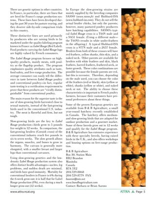 Page 5ATTRAwww.attra.ncat.org
There are genetic options in other countries.
In France, in particular, there are lines that
are bred for France’s range production sys-
tems. These lines have been developed dur-
ing the past 30 years for pasture rearing, and
they deserve side-by-side comparison trials
in this country.
These distinctive lines are used primarily
by producers who are raising birds to be
marketed under the quality-labeling program
known in France as Label Rouge (Red Label).
Food products carrying the Label Rouge logo
are highly valued by French consumers.
The Label Rouge program focuses on high-
quality products, mainly meats, with poul-
try as the ﬂagship product. The program
emphasizes quality attributes such as taste,
food safety, and free-range production. The
average consumer can easily tell the differ-
ence in taste between Label Rouge poultry
and conventional poultry—in fact, regular
taste-testing is a certiﬁcation requirement to
prove that these products are “vividly distin-
guishable” from conventional poultry.
The main reason for the superior taste is the
use of slow-growing birds harvested close to
sexual maturity, instead of the fast-growing
birds used in the conventional U.S. indus-
try. The meat is ﬂavorful and ﬁrm, but not
tough.
Slow-growing birds are the key to Label
Rouge production—birds grow to 5 pounds
live weight in 12 weeks. In comparison, the
fast-growing broilers (Cornish cross) of the
conventional industry reach ﬁve pounds in
six to seven weeks. The slow growth allows
the organs, muscles, and bones to grow in
harmony. The carcass is generally more
elongated, with a smaller breast and larger
legs than conventional carcasses.
Using slow-growing genetics and the low-
density Label Rouge production system also
offers distinct health advantages—ascites, leg
problems, and sudden death are minimal,
and birds have good immunity. Mortality for
conventional broilers in France is 6% during
the 6-week grow-out; it is half that for Label
Rouge production (3%), even during a much
longer grow-out (12 weeks).
In Europe the slow-growing strains are
mainly supplied by the breeding companies
SASSO (www.sasso.fr) and Hubbard-ISA
(www.hubbard-isa.com). They do not sell the
actual broiler chicks, but only the parents;
however, many pastured poultry producers
have hatching capabilities. SASSO’s typi-
cal Label Rouge cross is a T44N male and
a SA51 female. (Using a different male—
the T44NI—results in white under-feathers
in the offspring.) A typical Hubbard-ISA
cross is a S77N male and a JA57 female.
Broilers from both of these crosses will have
red feathers, yellow shanks, thin skin, and a
naked neck. Other parents are available for
broilers with white feathers and skin, black
feathers, barred feathers, feathered neck, or
faster growth. These color combinations are
possible because the female parents are red,
but this is recessive. Therefore, depending
on the male used, you can choose the color
of the feathers (red or black), skin (yellow or
white), shanks (yellow or white), and naked
neck or not. The ability to choose these
characteristics is important to French poultry
farmers, because their customers have per-
sonal preferences about these things.
Some of the proven European genetics are
available from B & B Agriculture, a small
year-round hatchery recently established
in Canada. The hatchery offers medium-
and slow-growing birds that are adapted for
outdoor production and a gourmet market.
Some of these breeds grow out in 12 weeks
and qualify for the Label Rouge program.
B & B Agriculture has extensive experience
with these specialty breeds, having raised
birds in the U.K., and also offers workshops
and housing options on free-range produc-
tion.
B & B Agriculture
Box 30, Station Main
RR2 Brandon
Manitoba
Canada
R7A 5Y2
204-729-8868
204-729-8779 FAX
baaron@mts.net
www.bandbagriculture.com
Contact: Barbara or Brian Aarons
 